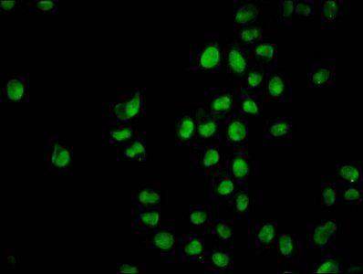 HIST1H2BC (Ab-20) Antibody