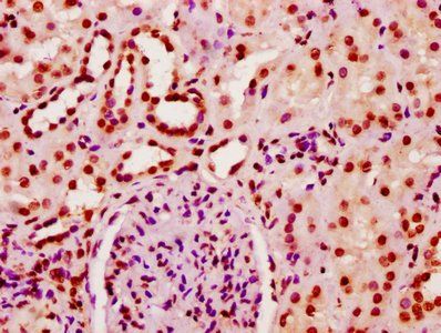 HIST1H2BC (Ab-20) Antibody