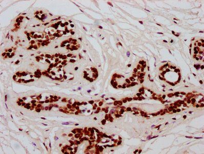 HIST1H2BC (Ab-20) Antibody