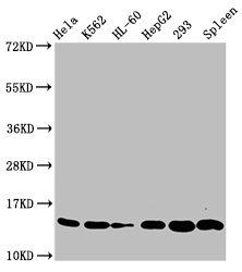 HIST1H2BC (Ab-20) antibody