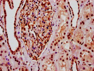 HIST1H2BC (Ab-20) Antibody