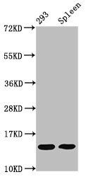 HIST1H2BC (Ab-20) Antibody