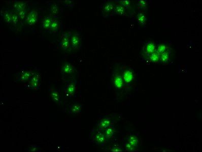 HIST1H2BC (Ab-20) antibody