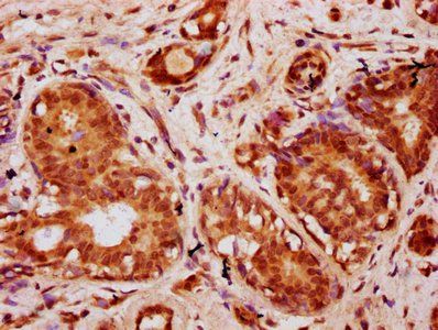 HIST1H2BC (Ab-20) Antibody