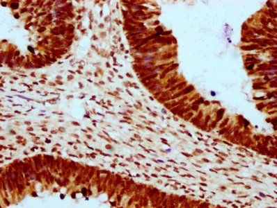 HIST1H2BC (Ab-23) Antibody