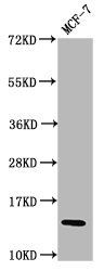 HIST1H2BC (Ab-23) antibody