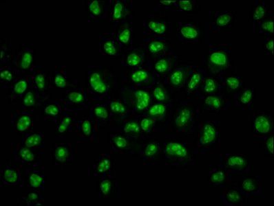 HIST1H2BC Antibody