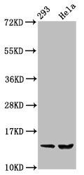 HIST1H2BC Antibody