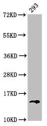 HIST1H2BC (Ab-85) antibody