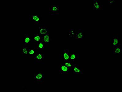HIST1H3A (Ab-10) Antibody
