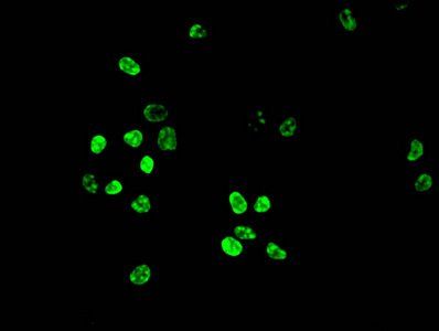 HIST1H3A (Ab-10) antibody