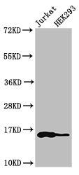 HIST1H3A (Ab-10) antibody