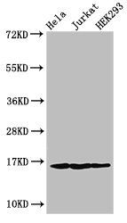 HIST1H3A (Ab-10) antibody