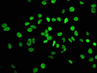 HIST1H3A (Ab-10) antibody