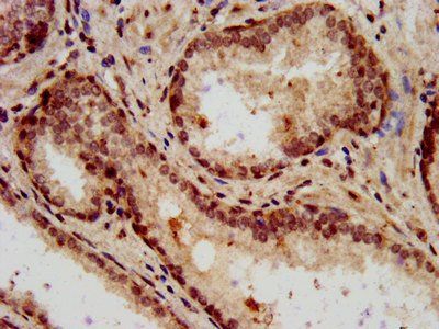 HIST1H3A (Ab-10) Antibody