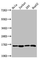 HIST1H3A (Ab-10) antibody