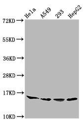 HIST1H3A (Ab-11) Antibody