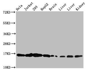 HIST1H3A (Ab-122) Antibody