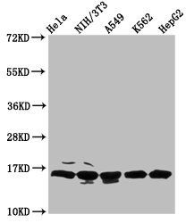 HIST1H3A (Ab-122) Antibody