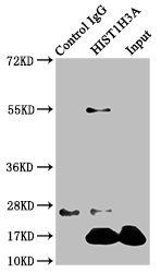 HIST1H3A (Ab-122) Antibody
