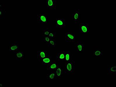 HIST1H3A (Ab-14) Antibody