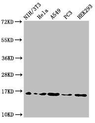 HIST1H3A (Ab-17) Antibody