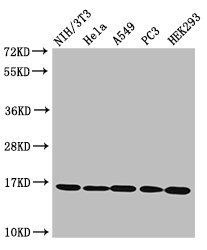 HIST1H3A (Ab-17) Antibody