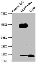 HIST1H3A (Ab-18) antibody