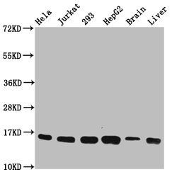 HIST1H3A (Ab-18) antibody