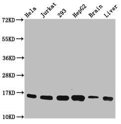 HIST1H3A (Ab-18) Antibody