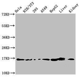 HIST1H3A (Ab-18) antibody