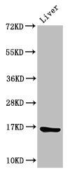 HIST1H3A (Ab-23) antibody