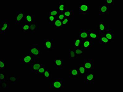 HIST1H3A (Ab-23) Antibody