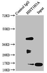 HIST1H3A (Ab-23) antibody