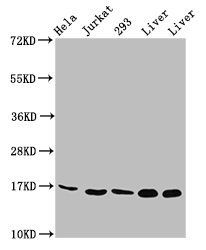 HIST1H3A (Ab-23) antibody
