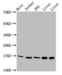 HIST1H3A (Ab-23) Antibody