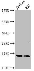 HIST1H3A (Ab-23) antibody