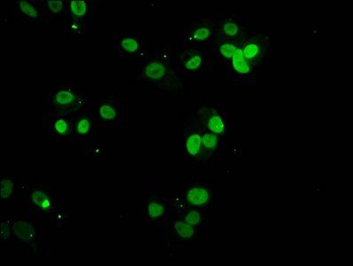 HIST1H3A (Ab-23) Antibody