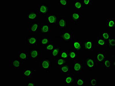 HIST1H3A (Ab-23) Antibody