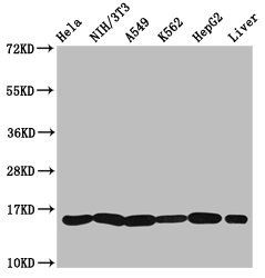 HIST1H3A (Ab-23) antibody