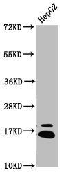 HIST1H3A (Ab-23) antibody