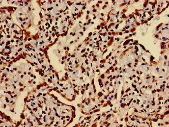 HIST1H3A (Ab-27) Antibody