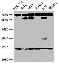 HIST1H3A (Ab-27) antibody