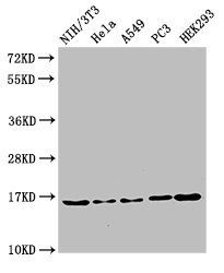 HIST1H3A (Ab-27) antibody