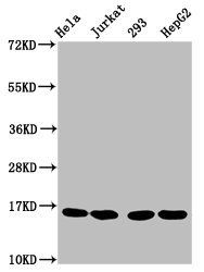 HIST1H3A (Ab-27) Antibody