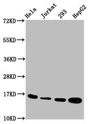 HIST1H3A (Ab-27) antibody