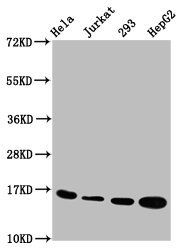 HIST1H3A (Ab-27) Antibody