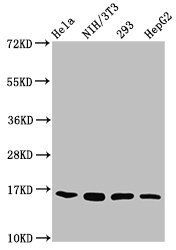 HIST1H3A (Ab-27) Antibody
