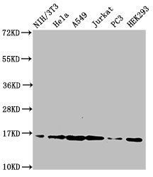 HIST1H3A (Ab-28) antibody