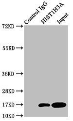 HIST1H3A (Ab-3) antibody